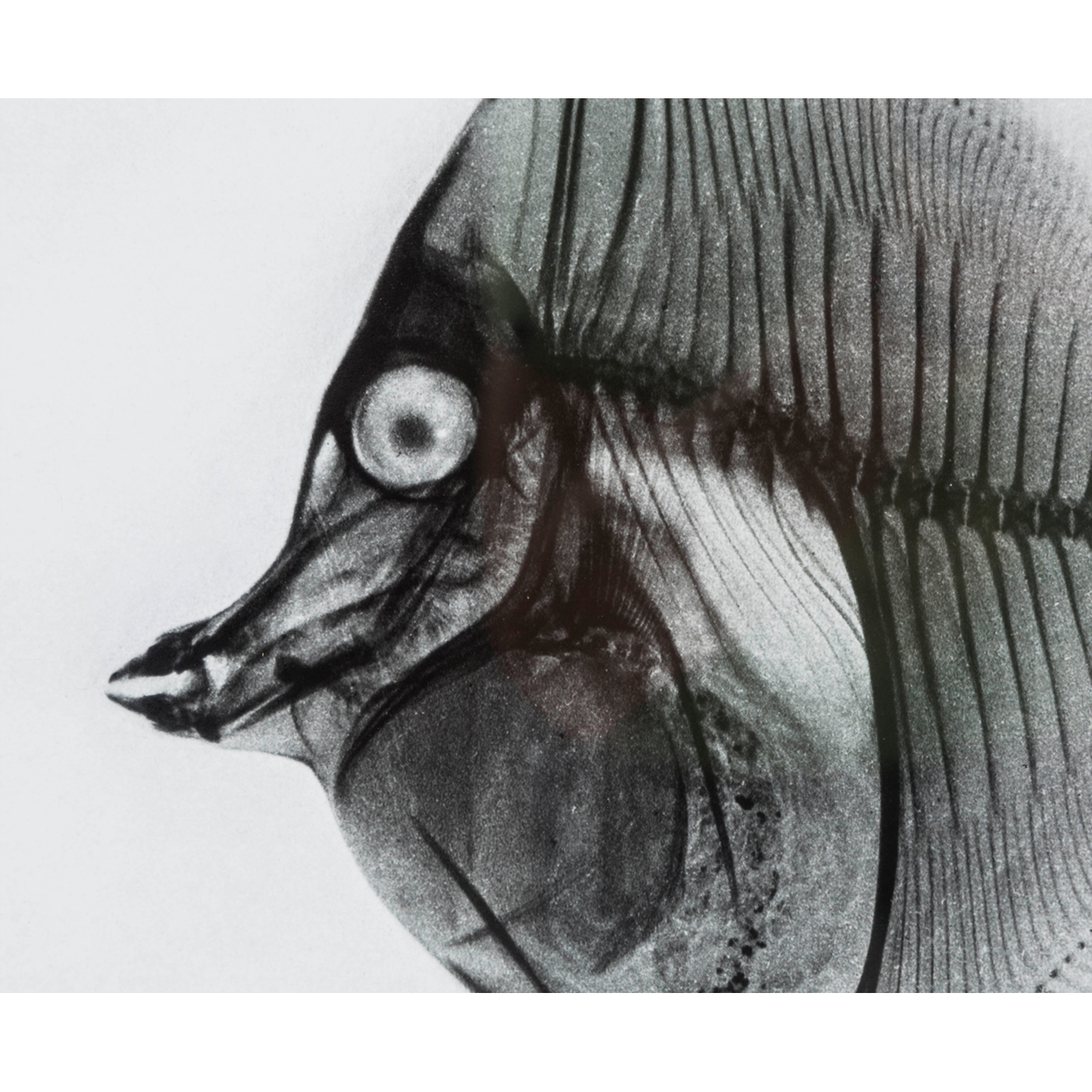X-RAY FISH I 50X70 CM