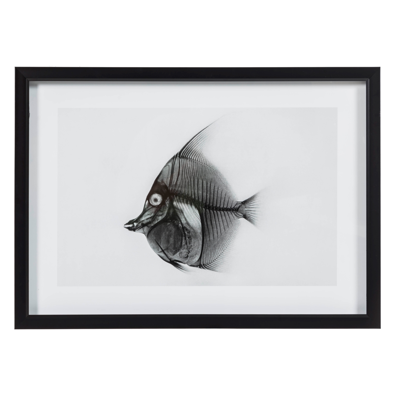 X-RAY FISH I 50X70 CM
