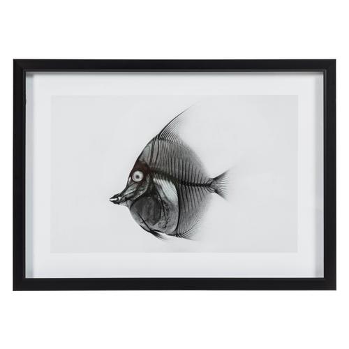  X-RAY FISH I 50X70 CM