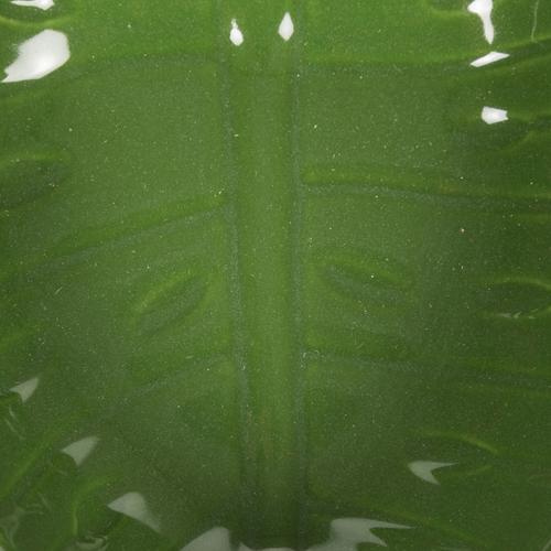  MONSTERA  CEREZLIK 14X 12,5X4 CM