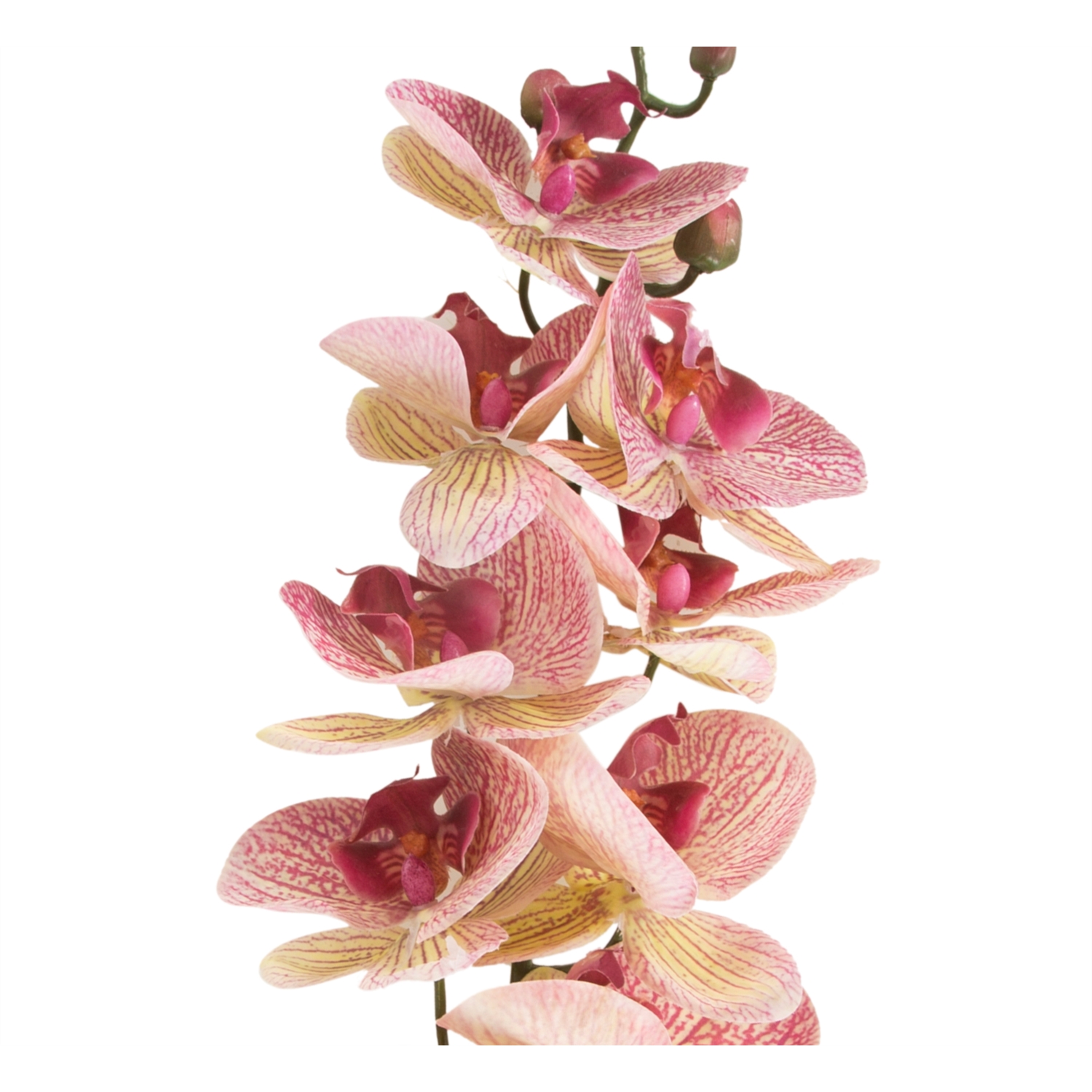 TEK DAL ORKİDE 90CM BENEKLİ