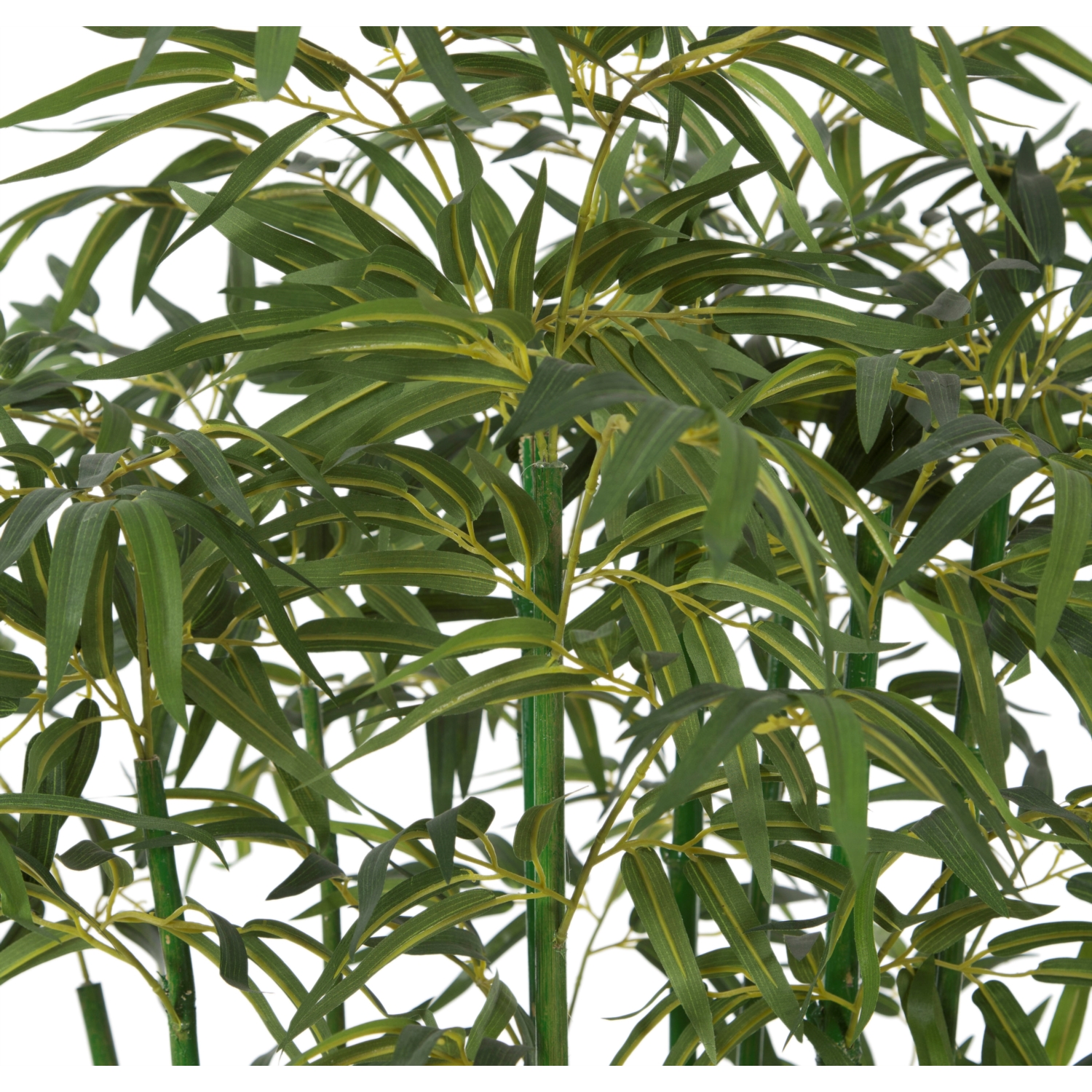 YEŞİL BAMBU AĞACI