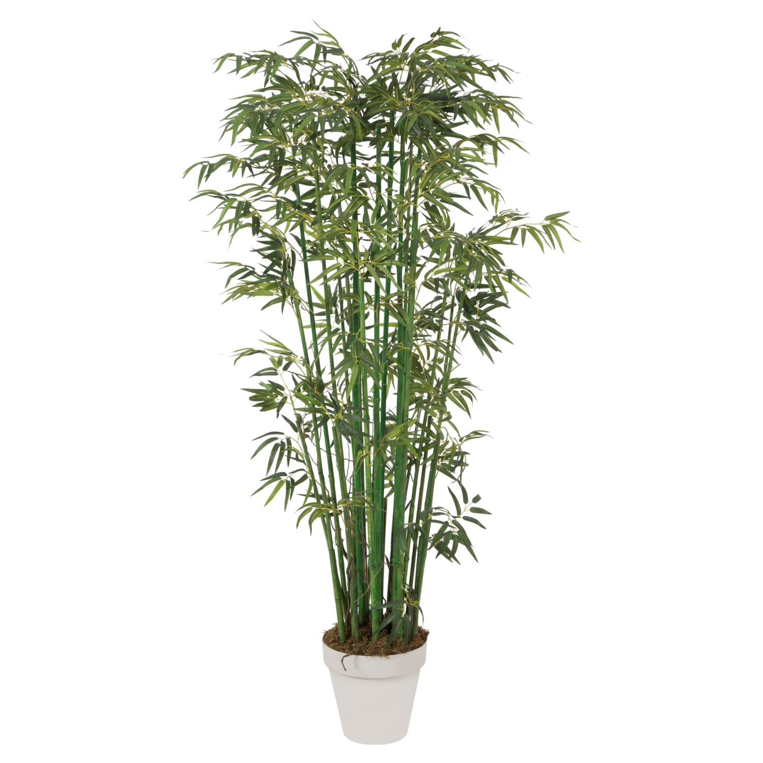 YEŞİL BAMBU AĞACI