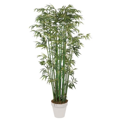  YEŞİL BAMBU AĞACI