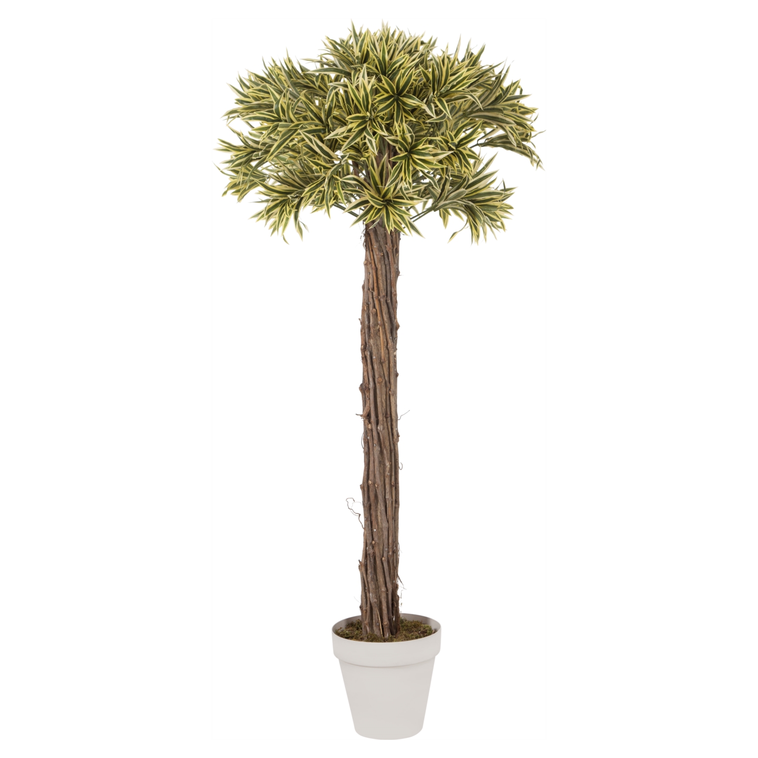 DRACENA AĞACI