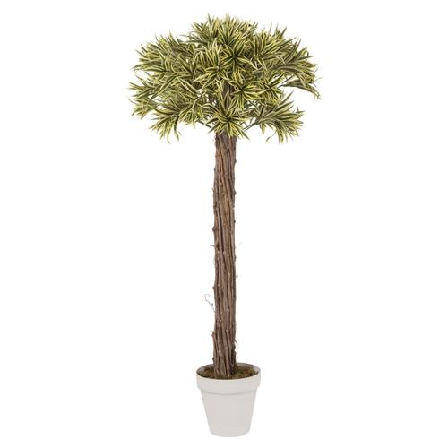  DRACENA AĞACI