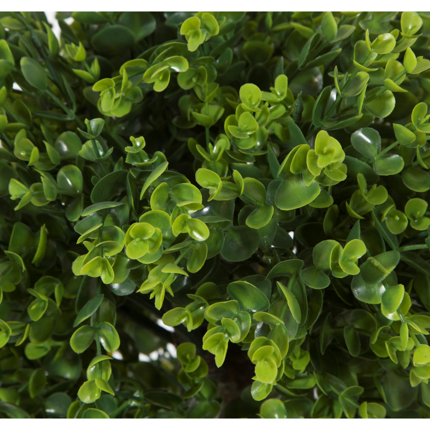 ÜÇLÜ ŞİMŞİR AĞAÇ