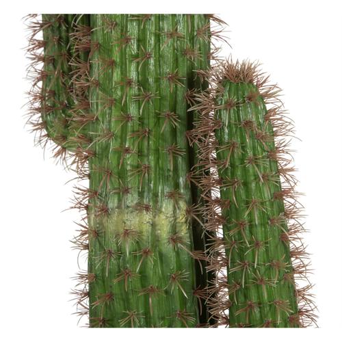  MEKSİKA 5 BAŞLI KAKTÜS