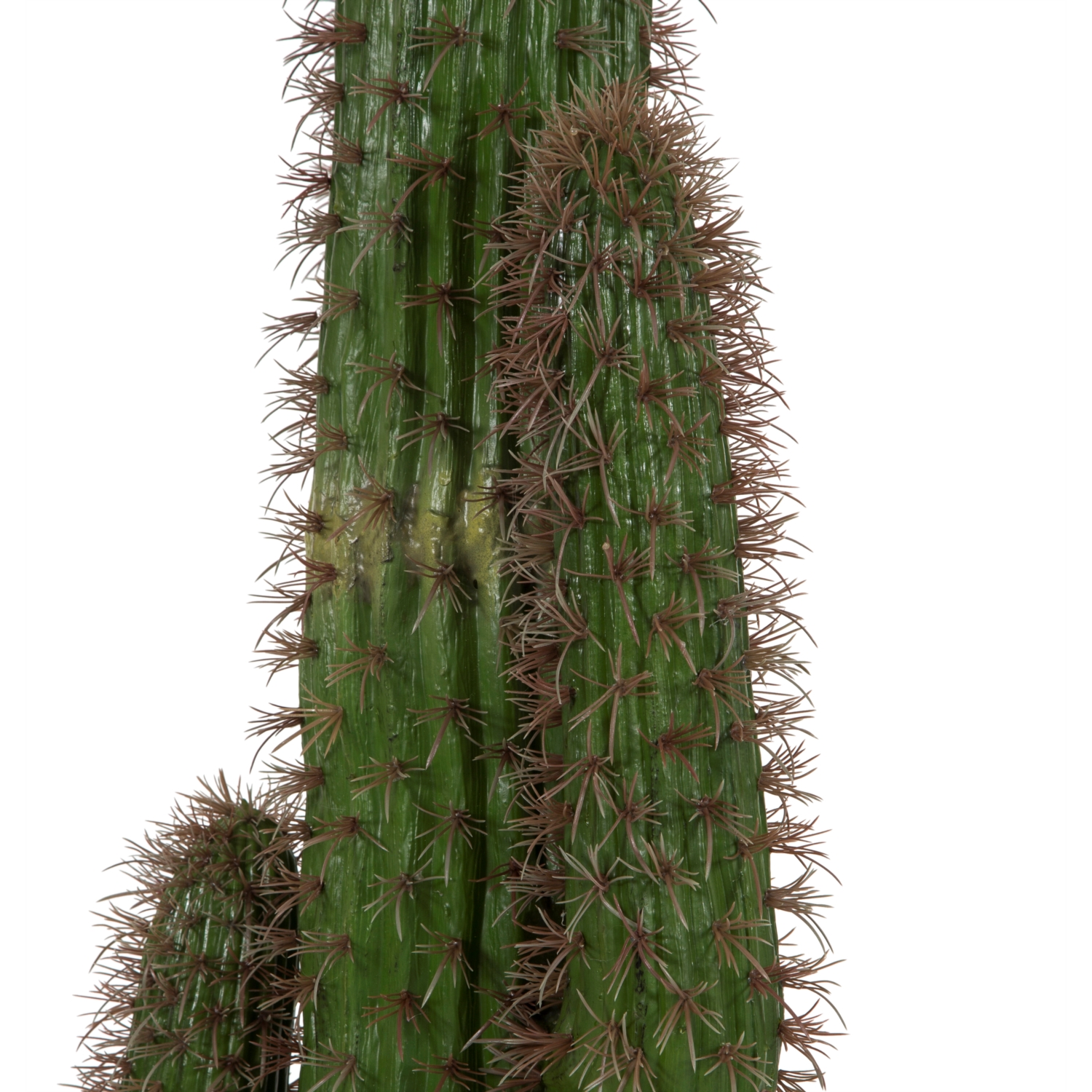 MEKSİKA 6 BAŞLI KAKTÜS