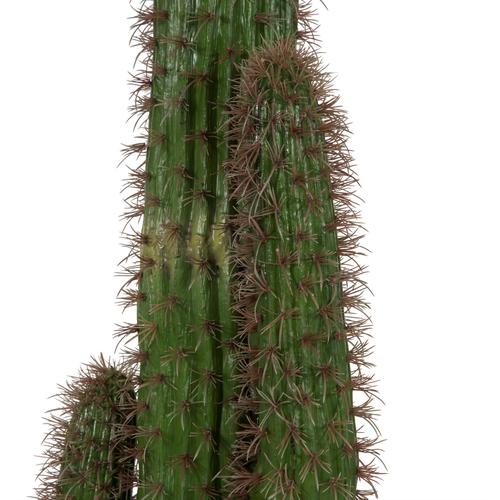  MEKSİKA 6 BAŞLI KAKTÜS