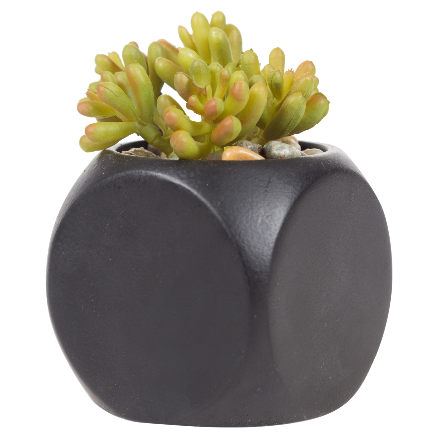 NEPTÜN SUKULENT SİYAH 12x8 CM