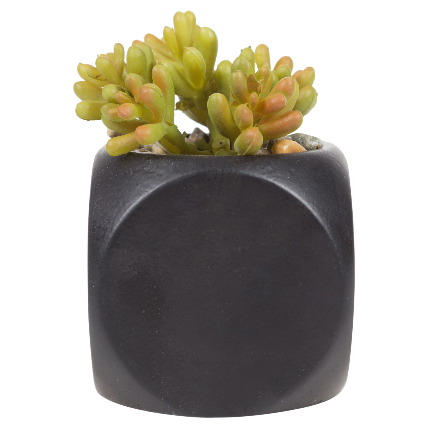 NEPTÜN SUKULENT SİYAH 12x8 CM