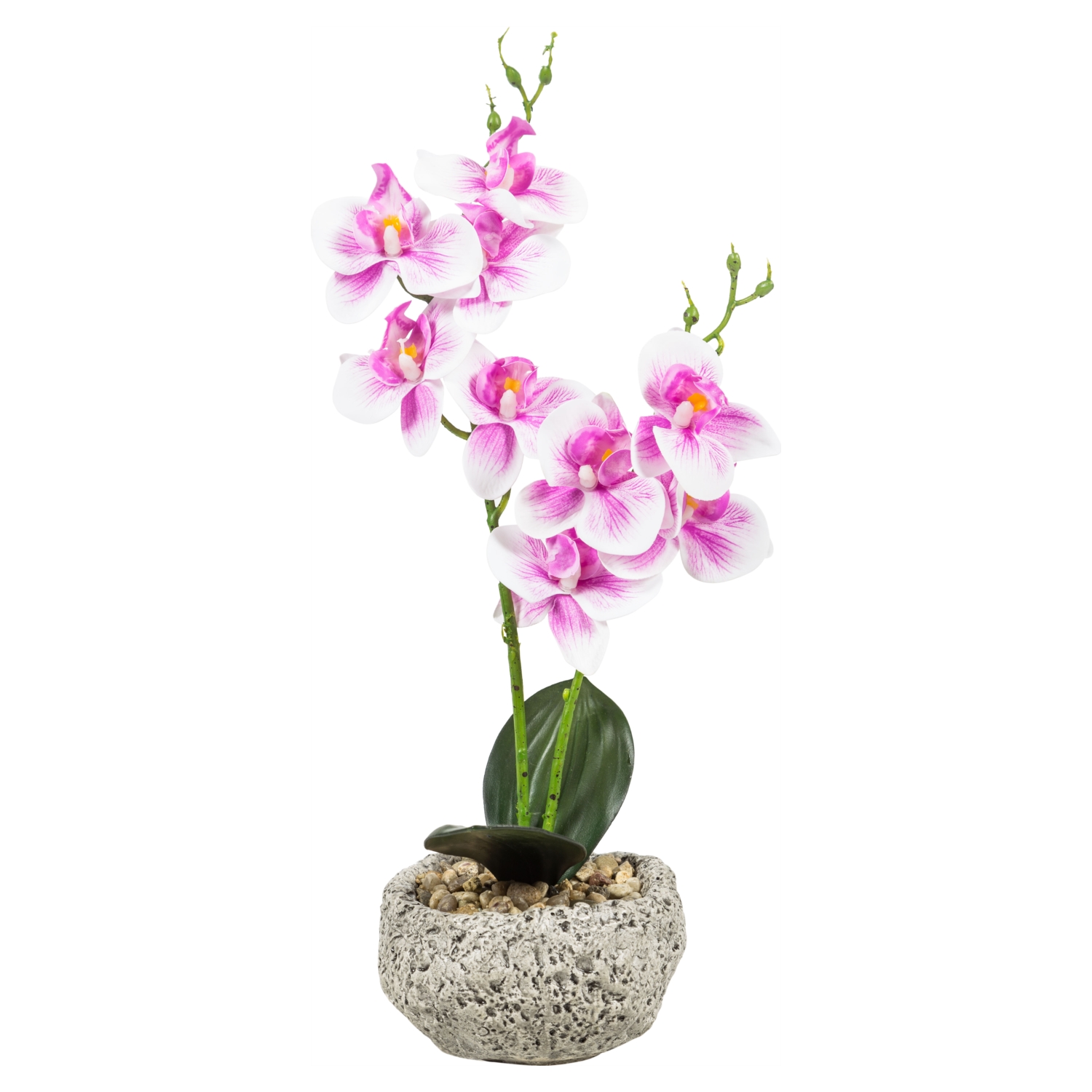 MİNİ SAKSILI MOR ORKİDE