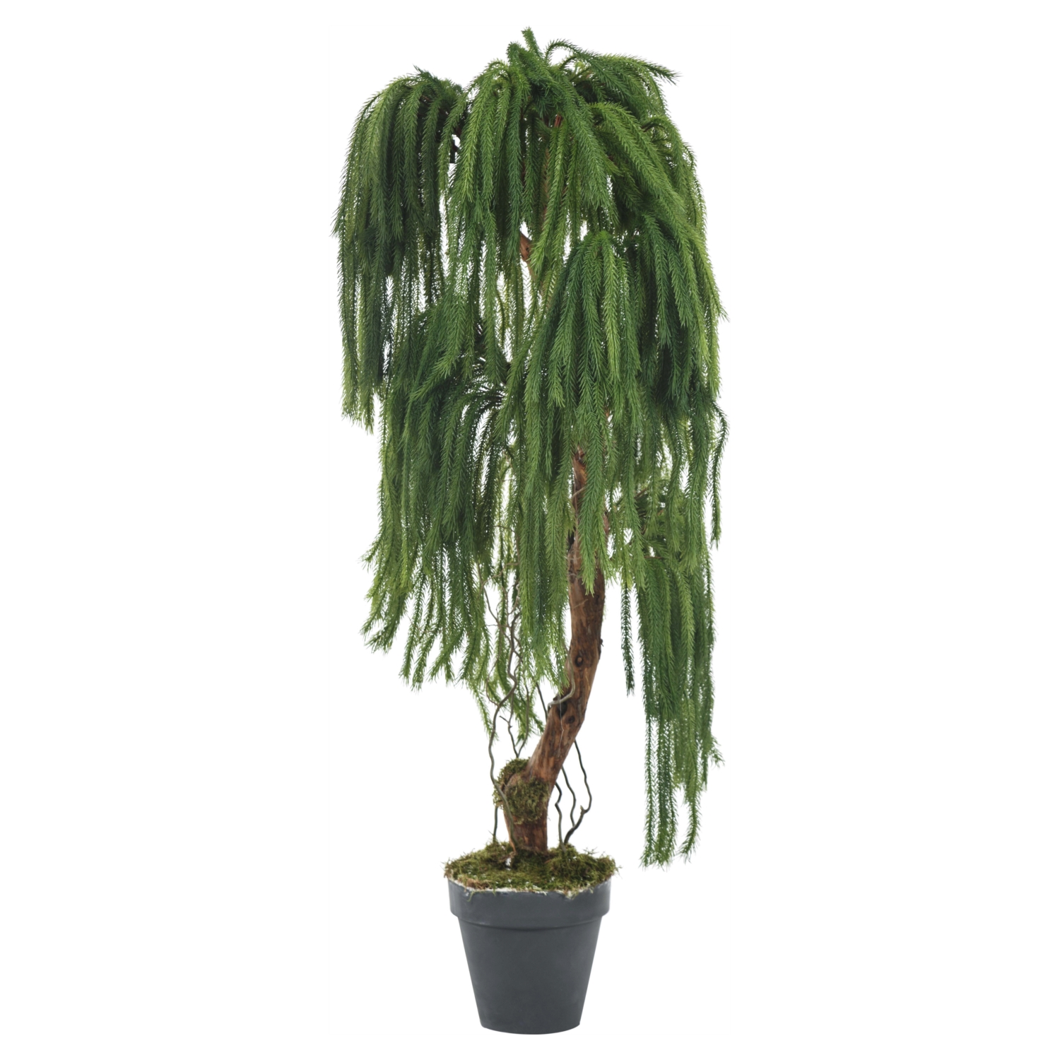 YEŞİL SARKIT AĞAÇ