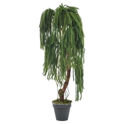  YEŞİL SARKIT AĞAÇ