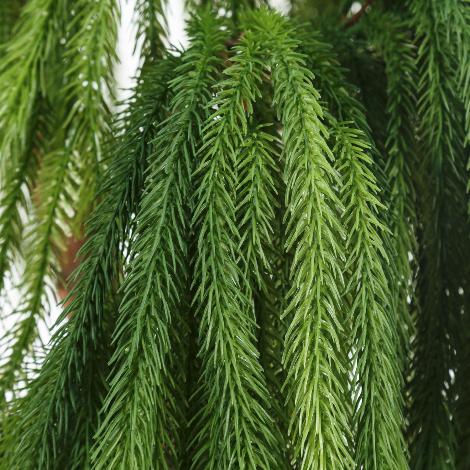 YEŞİL SARKIT AĞAÇ