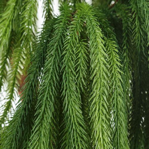  YEŞİL SARKIT AĞAÇ