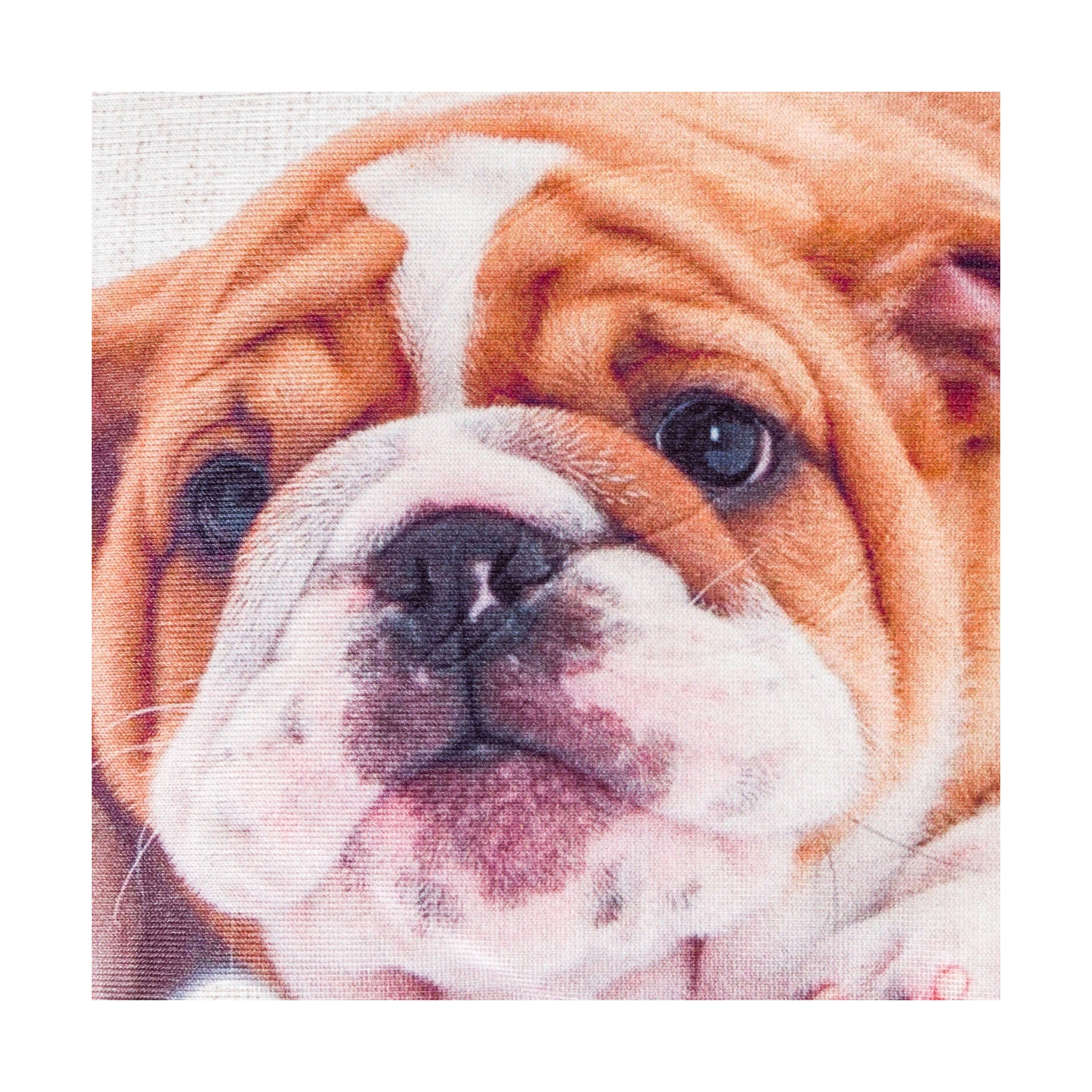 ENGLISH BULLDOG 45x45 CM