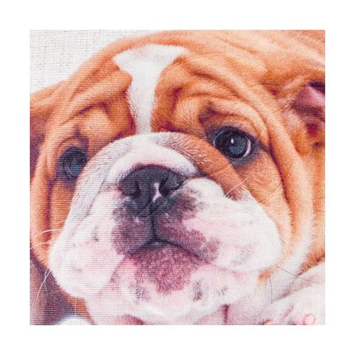  ENGLISH BULLDOG 45x45 CM