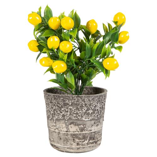  SAKSILI LİMON AĞACI 30CM