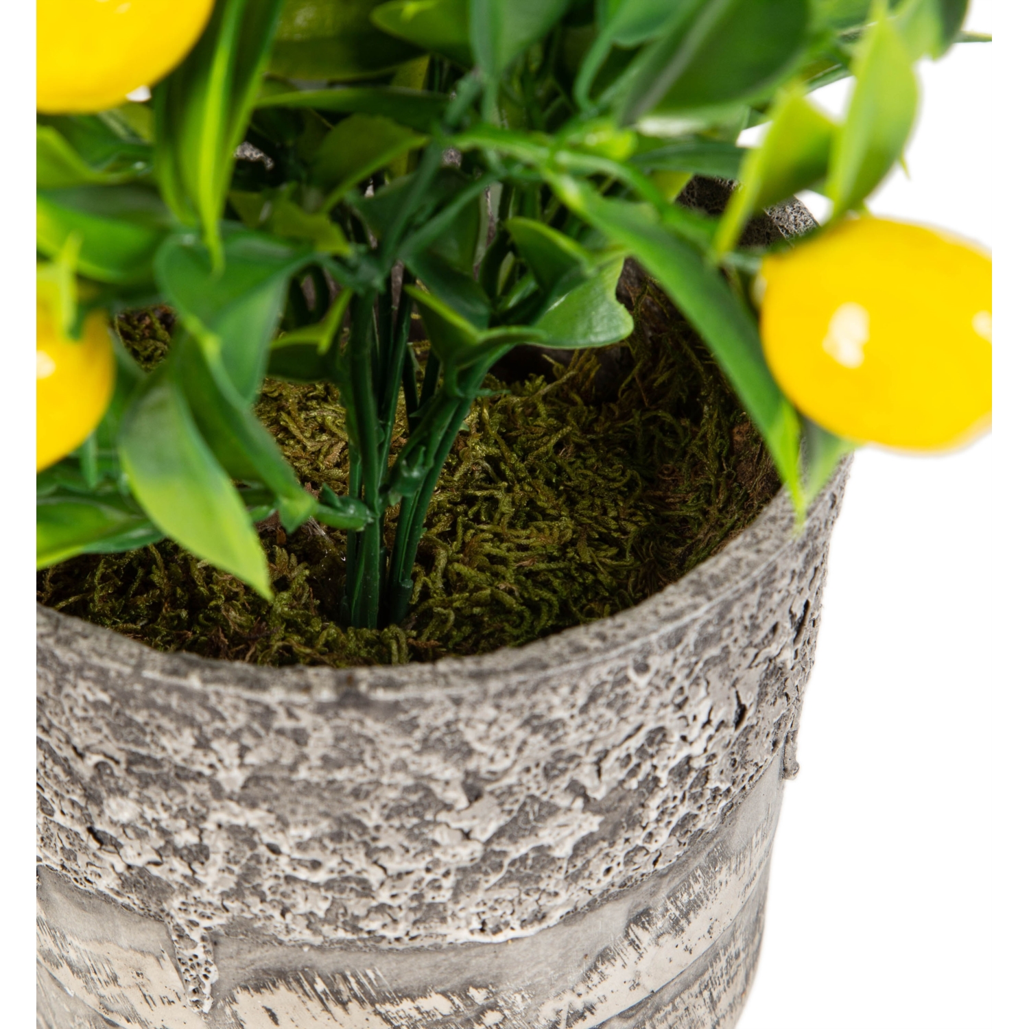 SAKSILI LİMON AĞACI 30CM