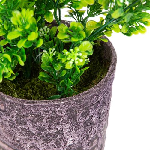  SAKSILI YEŞİL ŞİMŞİR AĞACI 30CM