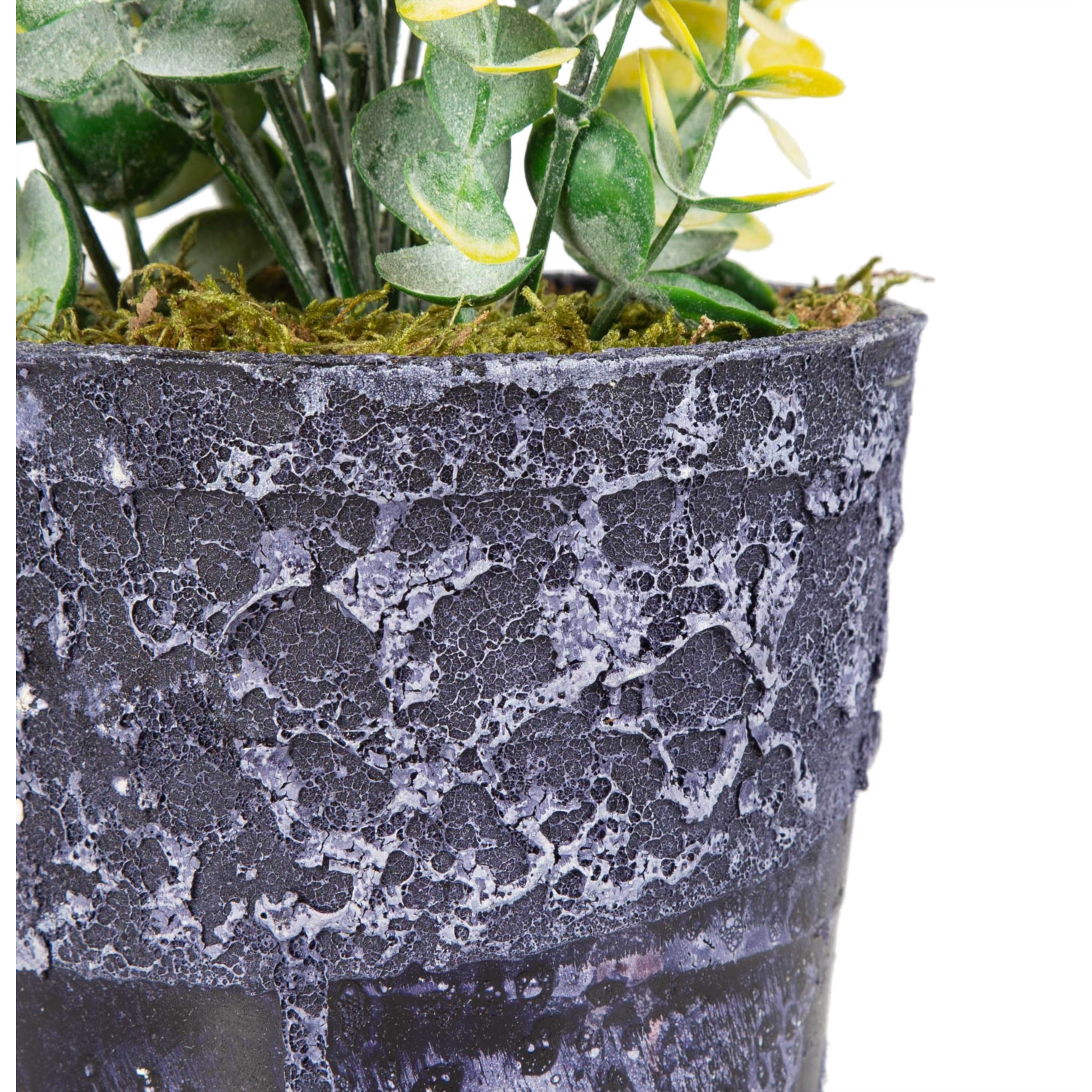 SAKSILI SARI ŞİMŞİR AĞACI 30CM