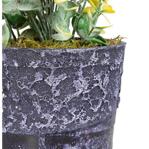  SAKSILI SARI ŞİMŞİR AĞACI 30CM