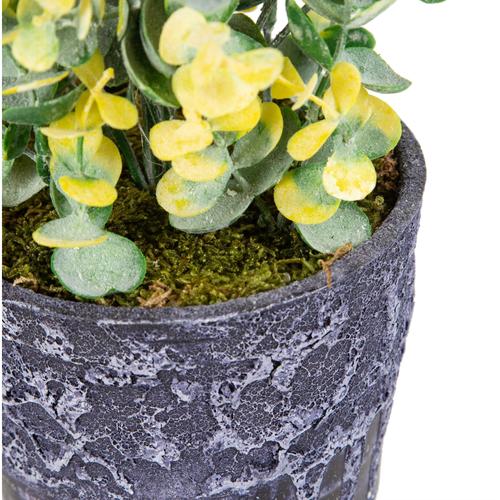  SAKSILI SARI ŞİMŞİR AĞACI 30CM