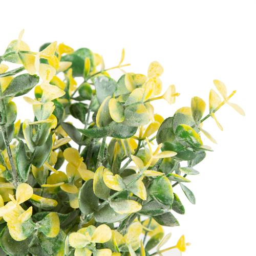  SAKSILI SARI ŞİMŞİR AĞACI 30CM