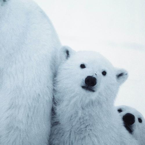  KUTUP AYISI KIRLENT 45X45