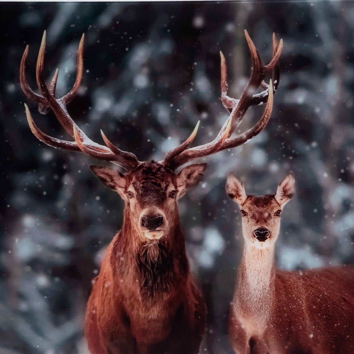 SALVADOR DEER CAM TABLO 70X110CM