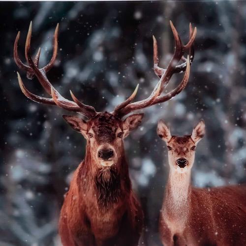  SALVADOR DEER CAM TABLO 70X110CM