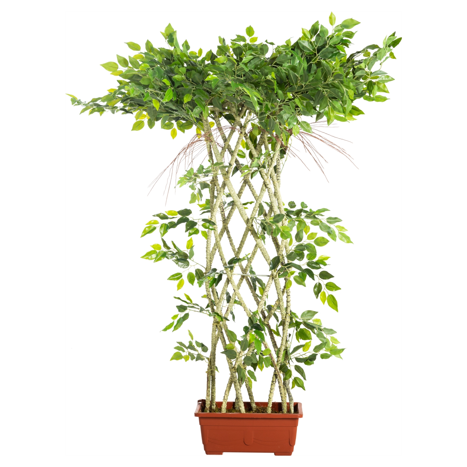 BANYAN AĞACI ÖRGÜLÜ 130 CM
