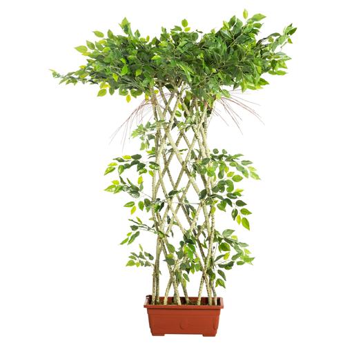  BANYAN AĞACI ÖRGÜLÜ 130 CM