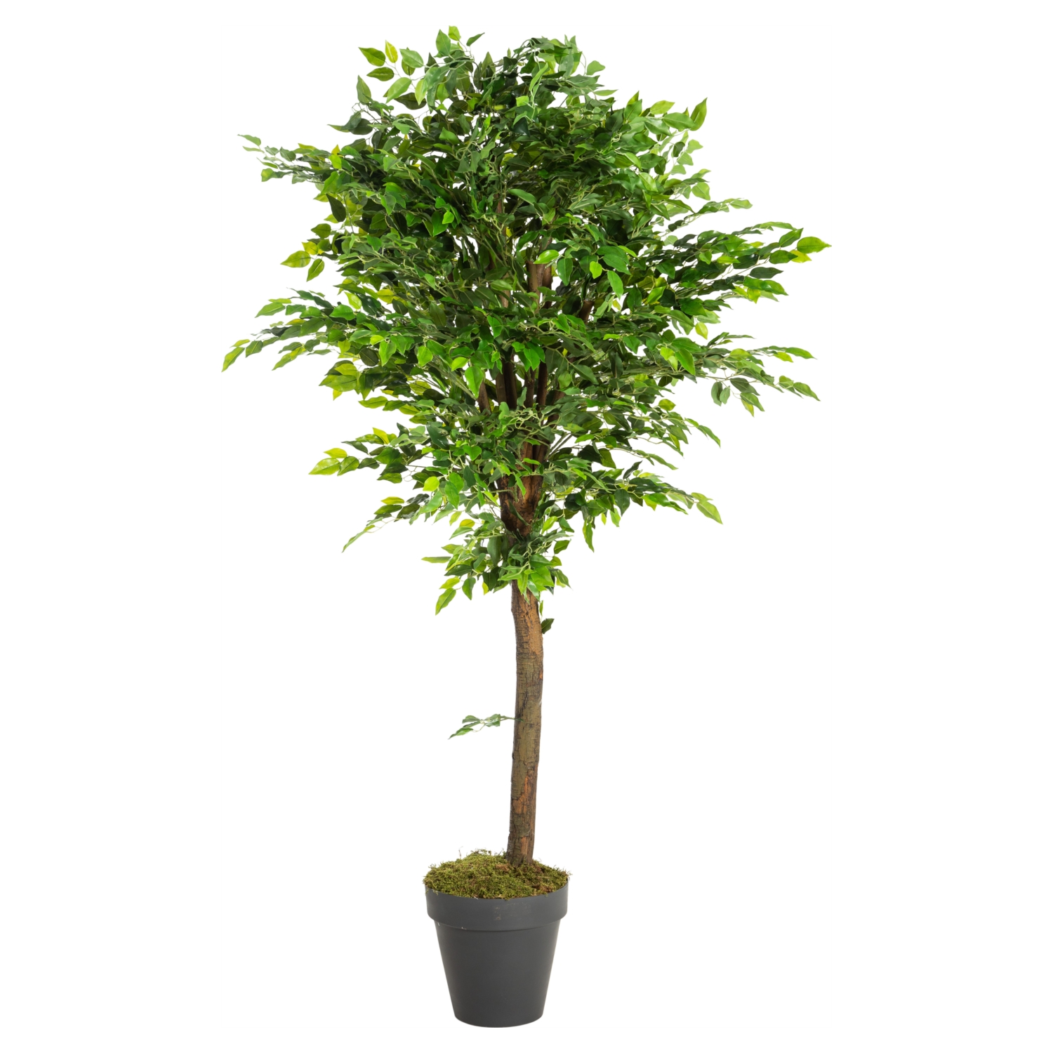 YEŞİL BANYAN AĞACI 170 CM