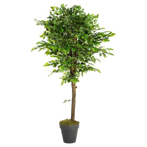  YEŞİL BANYAN AĞACI 170 CM