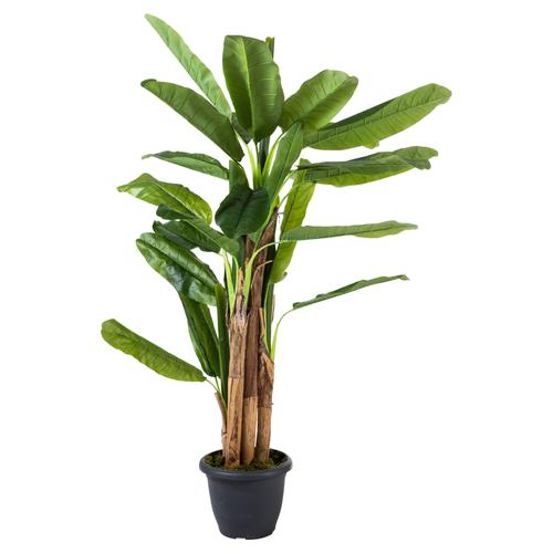  4 KUTUPLU MUZ AĞACI 190 CM