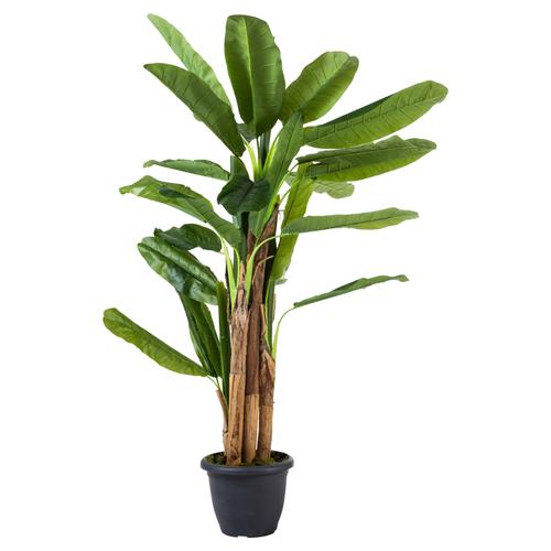  4 KUTUPLU MUZ AĞACI 190 CM