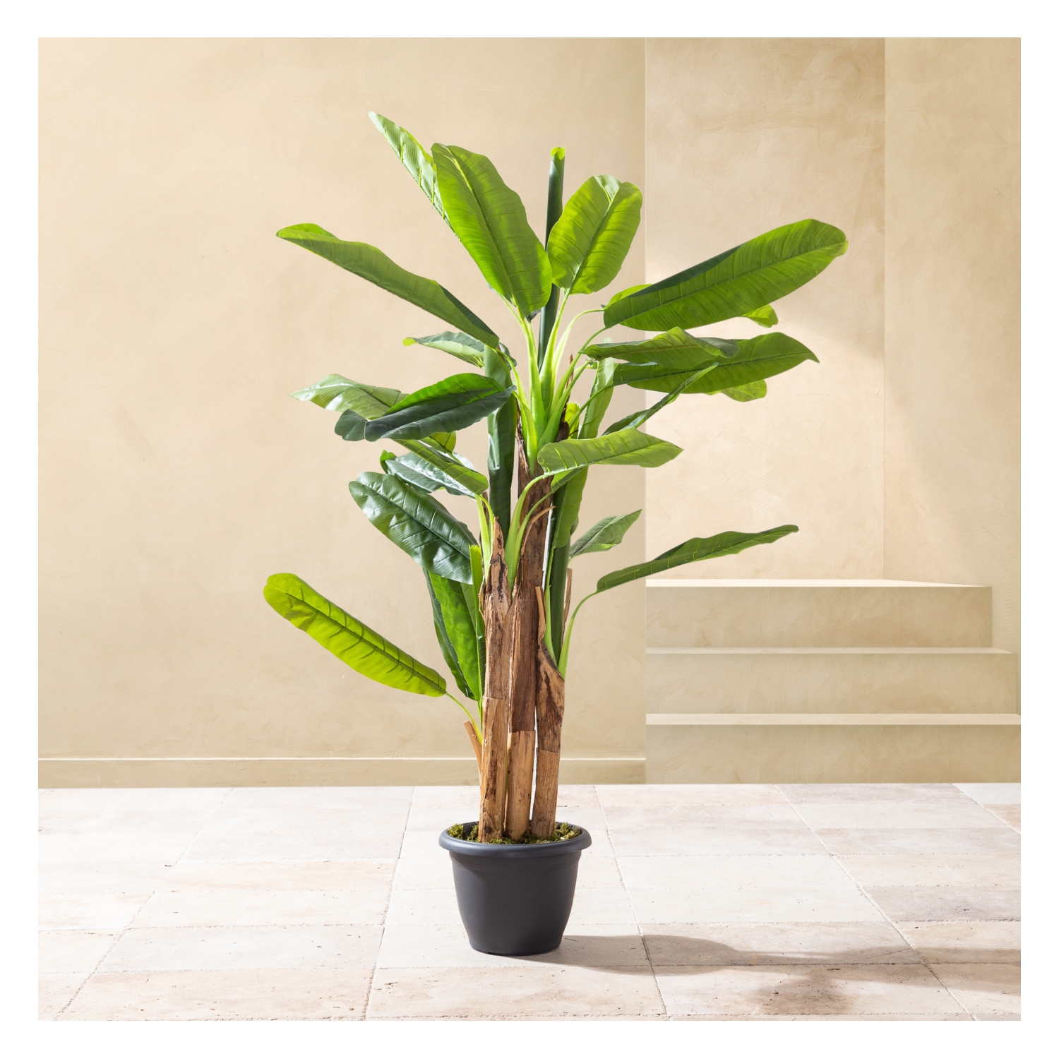 4 KUTUPLU MUZ AĞACI 190 CM