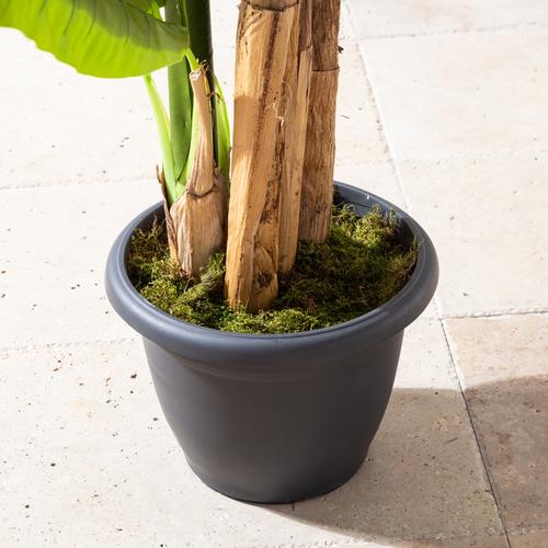  4 KUTUPLU MUZ AĞACI 190 CM