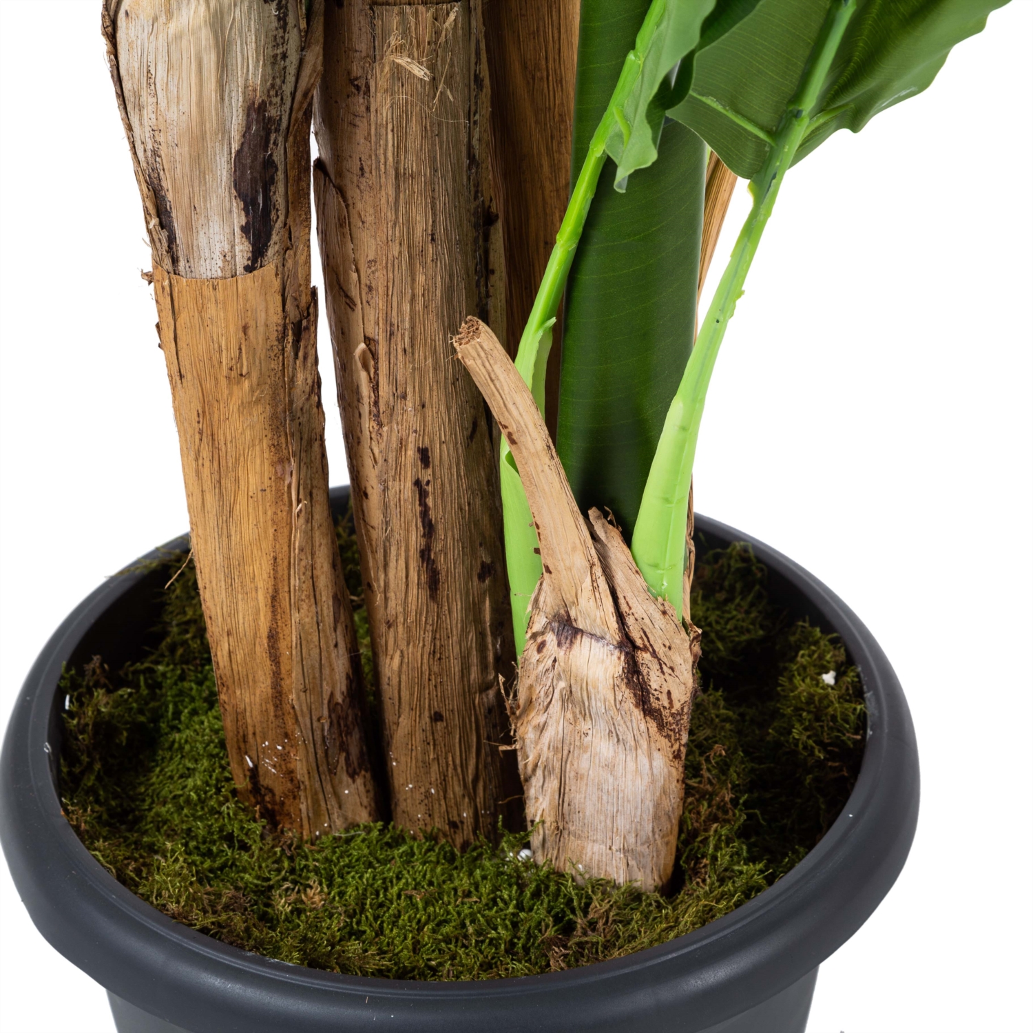 4 KUTUPLU MUZ AĞACI 190 CM