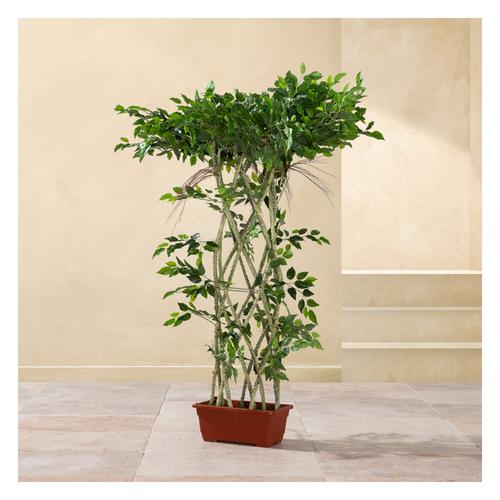 BANYAN AĞACI ÖRGÜLÜ 130 CM