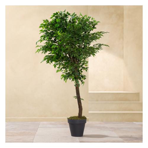  YEŞİL BANYAN AĞACI 170 CM