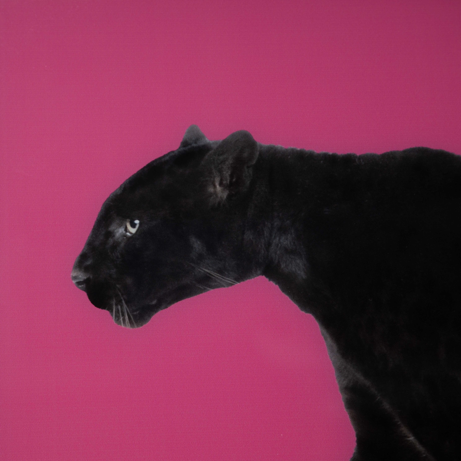 CHEETAH CAM BASKI ÇERÇEVELİ PANO 60X90CM