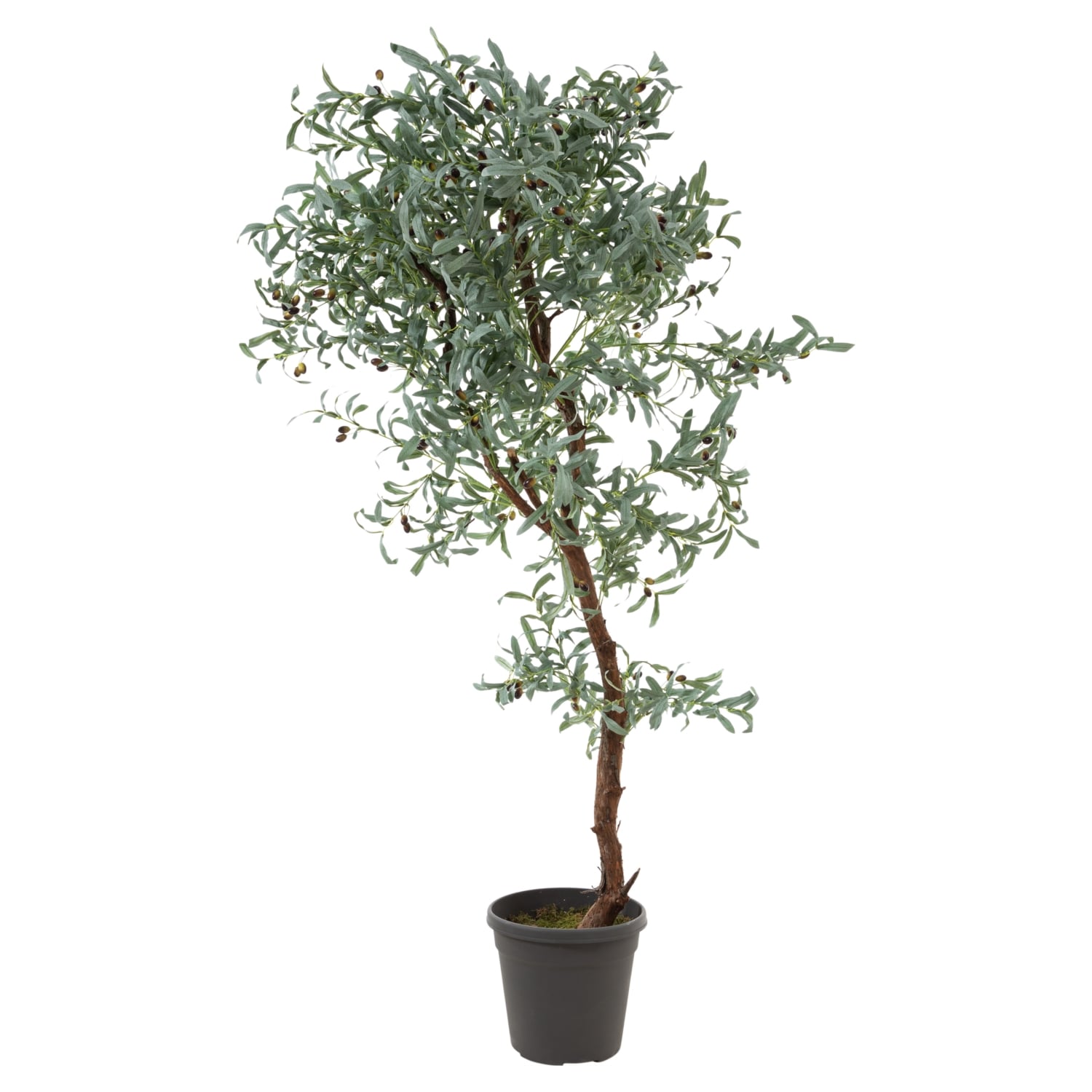 ZEYTİN AĞACI 180 CM