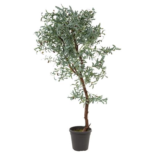 ZEYTİN AĞACI 180 CM