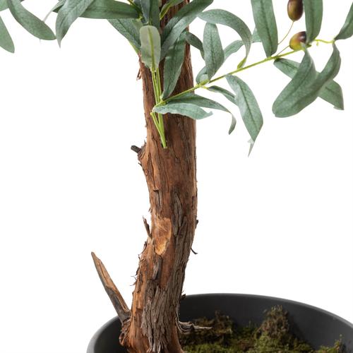  ZEYTİN AĞACI 180 CM