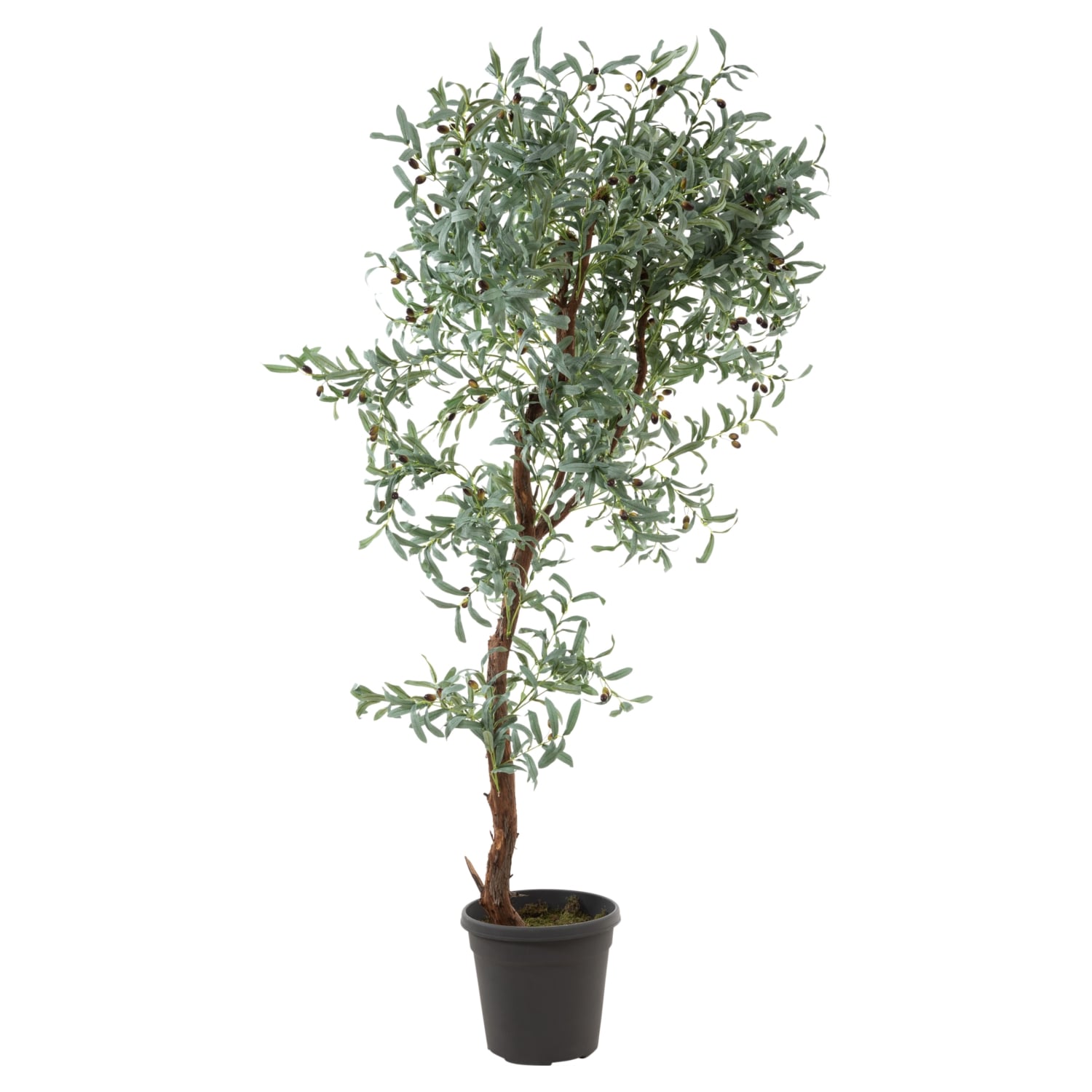 ZEYTİN AĞACI 180 CM