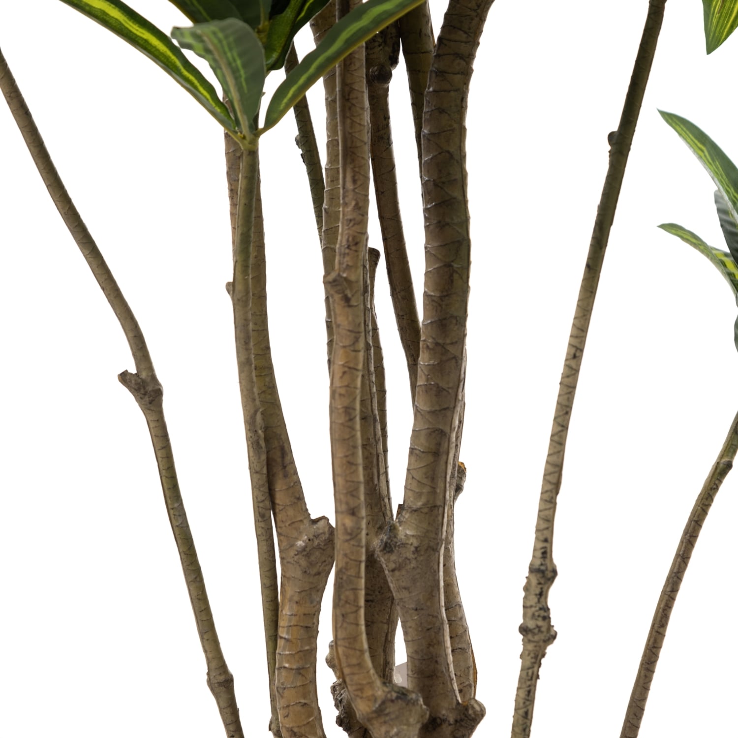 DRAÇENA AĞAÇ 210 CM